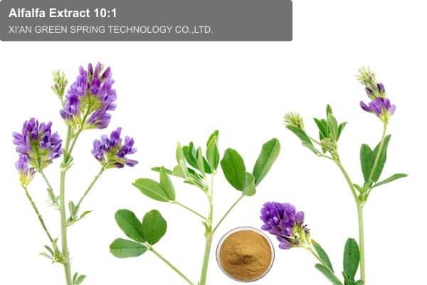 Alfalfa Extract 10:1