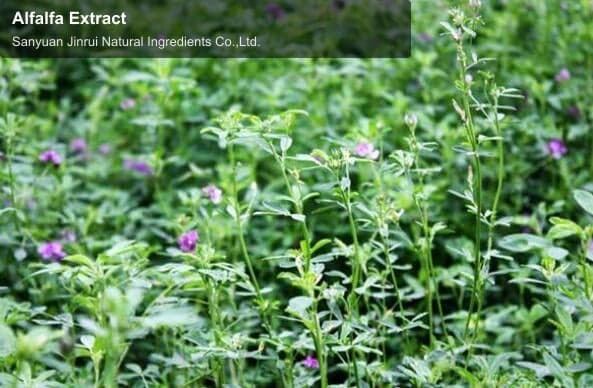 Alfalfa Extract