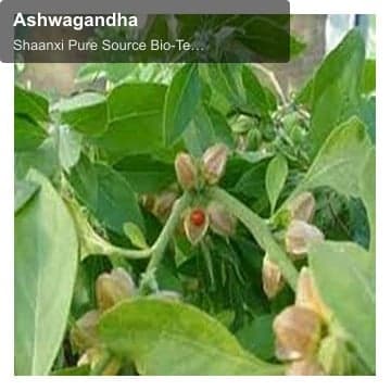 Ashwagandha