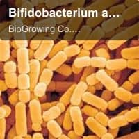 Bifidobacterium animalis subsp. Lactis BL-G101