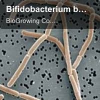 Bifidobacterium bifidum BB-G90