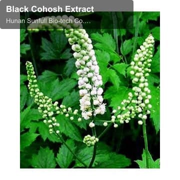 Black Cohosh Extract