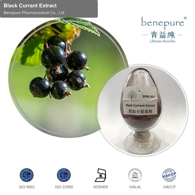 Black Currant Extract