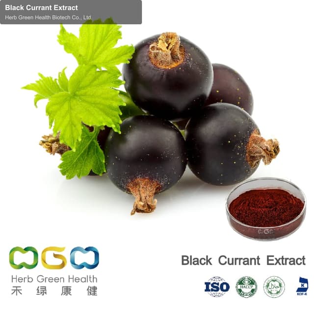 Black Currant Extract