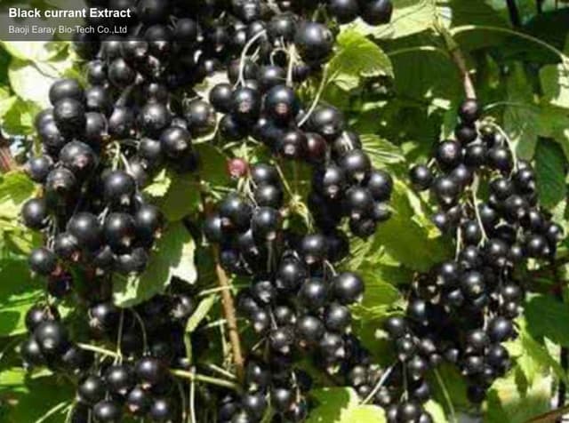 Black currant Extract