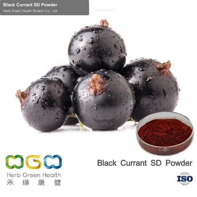 Black Currant SD Powder