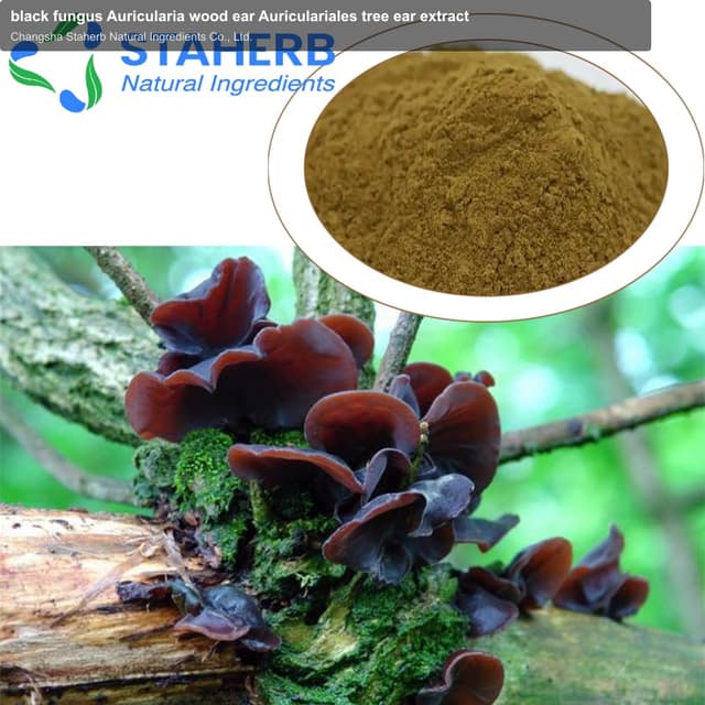 black fungus Auricularia wood ear Auriculariales tree ear extract