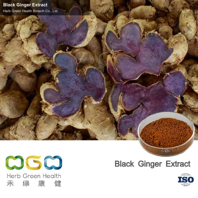 Black Ginger Extract