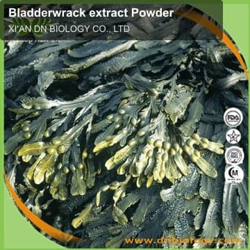 Bladderwrack extract Powder