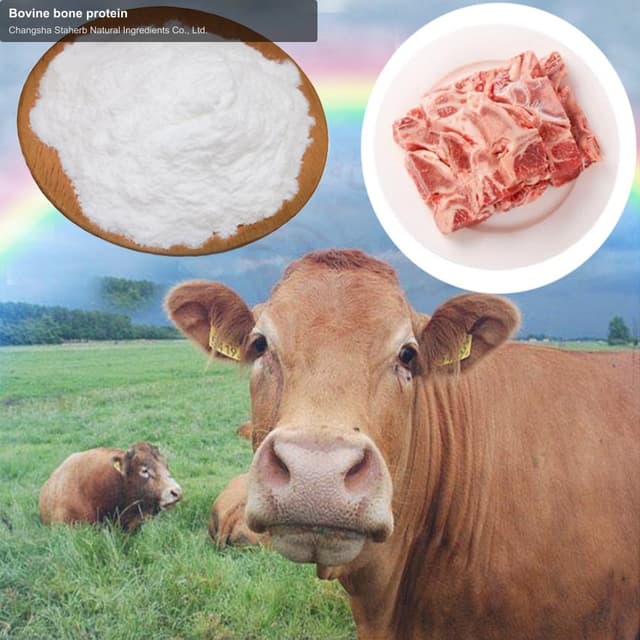 Bovine bone protein