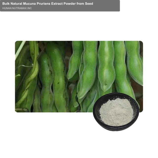 Bulk Natural Mucuna Pruriens Extract Powder from Seed