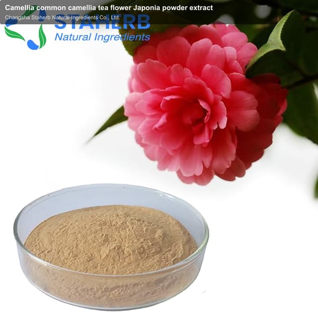 Camellia common camellia tea flower Japonia powder extract