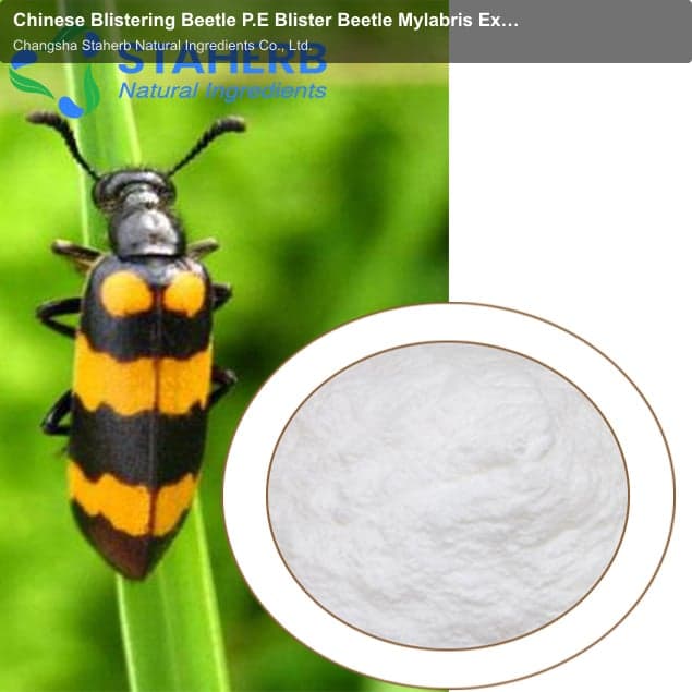 Chinese Blistering Beetle P.E Blister Beetle Mylabris Extract Cantharides extract