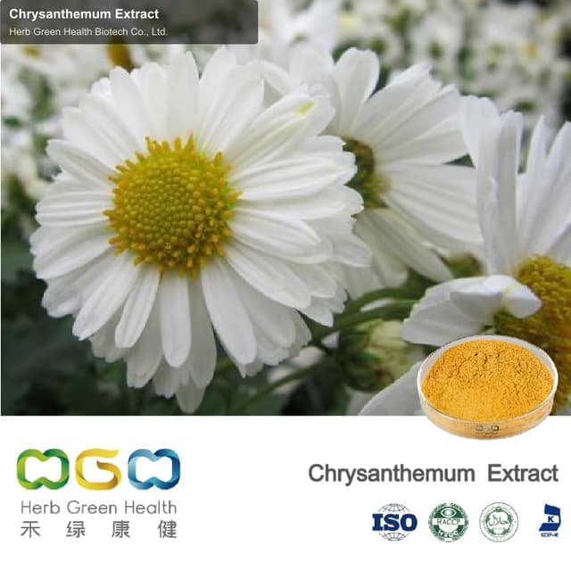 Chrysanthemum Extract