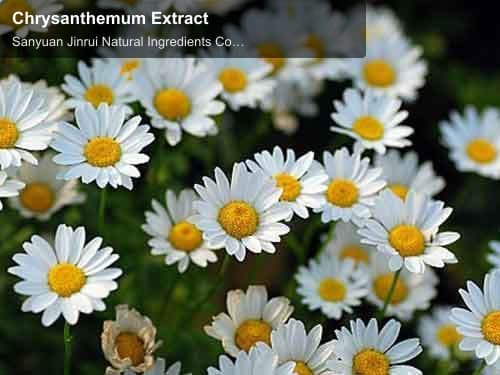 Chrysanthemum Extract