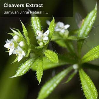 Cleavers Extract