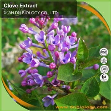 Clove Extract
