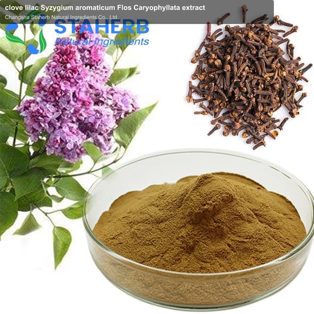 clove lilac Syzygium aromaticum Flos Caryophyllata extract