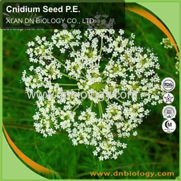 Cnidium Seed P.E.