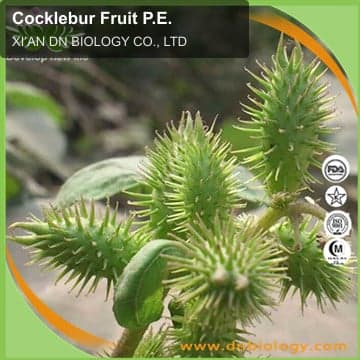 Cocklebur Fruit P.E.
