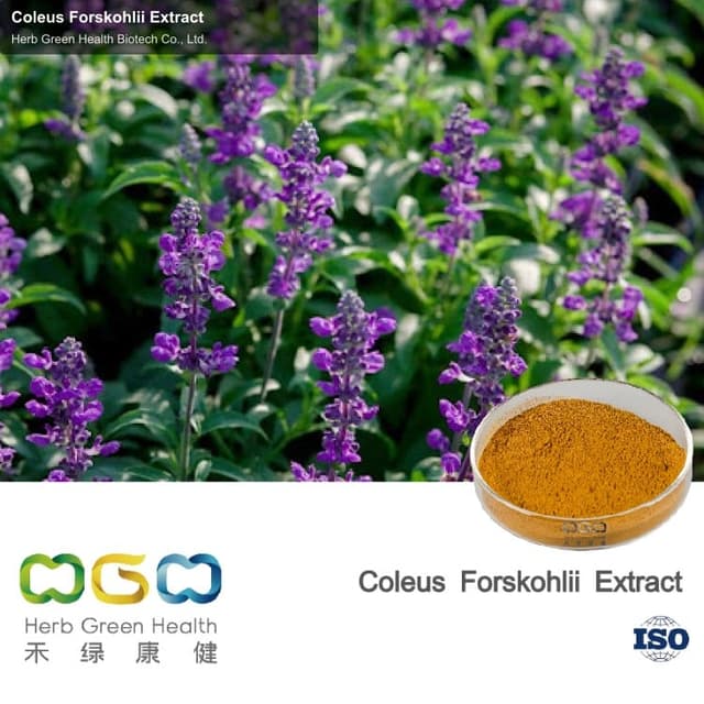 Coleus Forskohlii Extract
