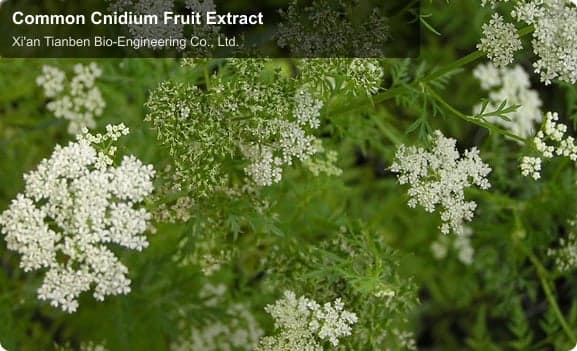 Common Cnidium Fruit Extract