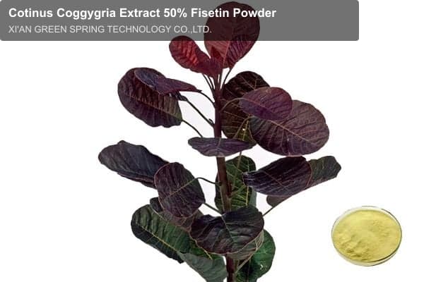 Cotinus Coggygria Extract 50% Fisetin Powder