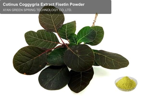 Cotinus Coggygria Extract Fisetin Powder