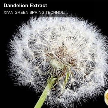 Dandelion Extract