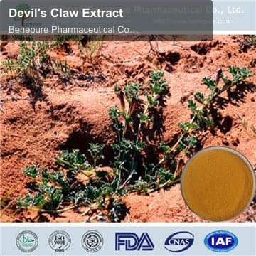 Devil's Claw Extract