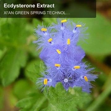 Ecdysterone Extract