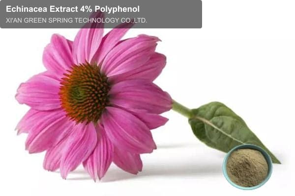 Echinacea Extract 4% Polyphenol