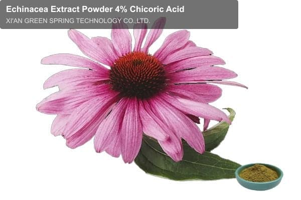 Echinacea Extract Powder 4% Chicoric Acid