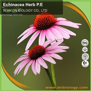 Echinacea Herb P.E