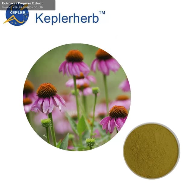 Echinacea Purpurea Extract