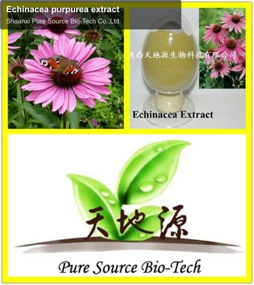 Echinacea purpurea extract