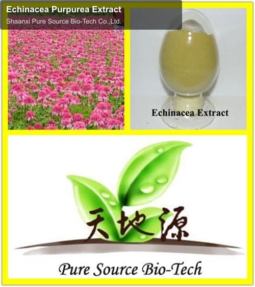 Echinacea Purpurea Extract