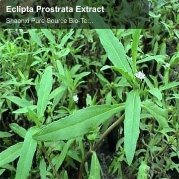 Eclipta Prostrata Extract