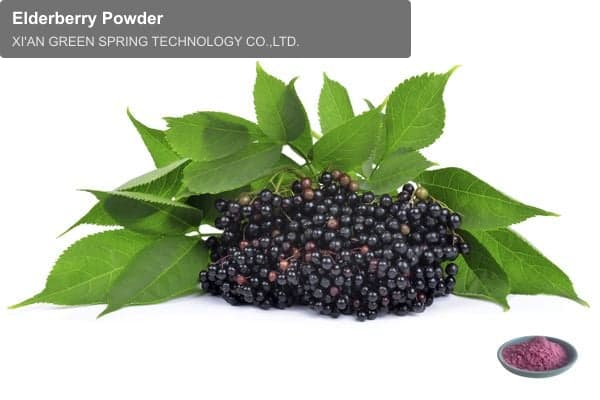 Elderberry Powder