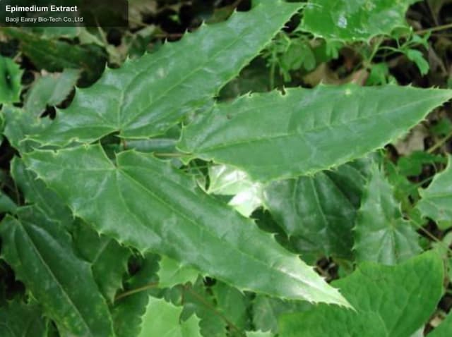 Epimedium Extract