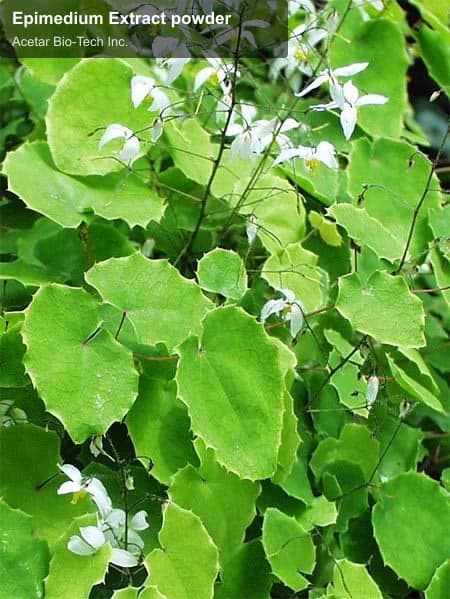 Epimedium Extract powder