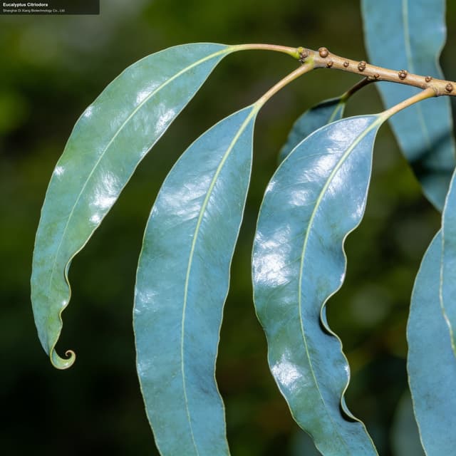Eucalyptus Citriodora