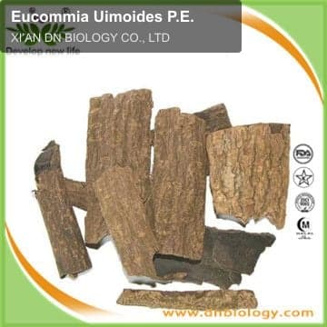 Eucommia Uimoides P.E.