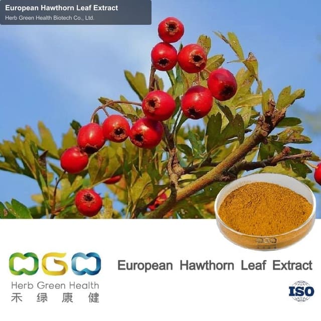 European Hawthorn Leaf Extract