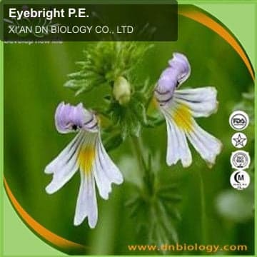 Eyebright P.E.