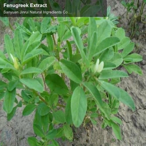 Fenugreek Extract