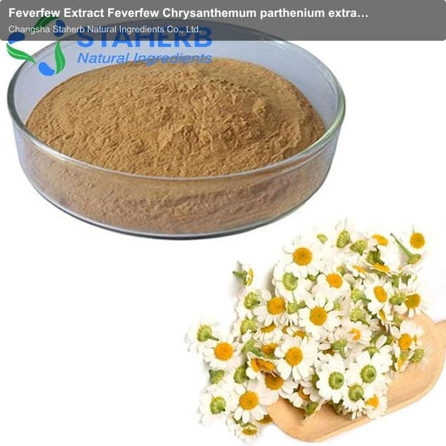Feverfew Extract Feverfew Chrysanthemum parthenium extract feverfew p.e