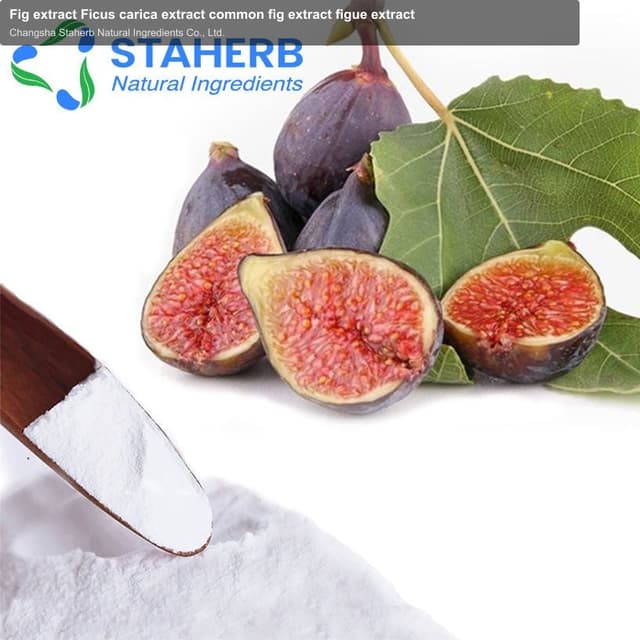 Fig extract Ficus carica extract common fig extract figue extract
