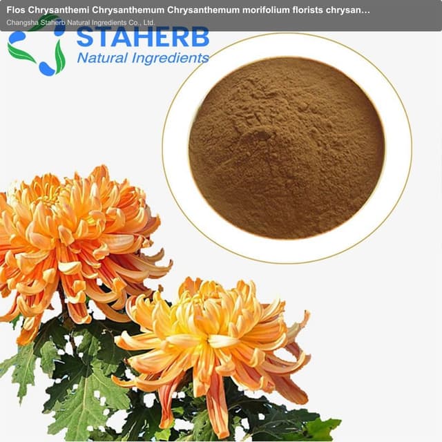 Flos Chrysanthemi Chrysanthemum Chrysanthemum morifolium florists chrysanthemum extract