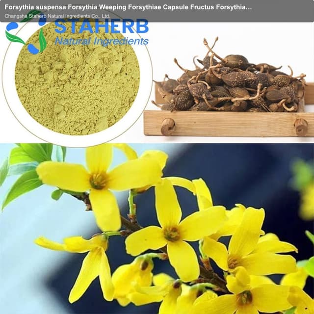 Forsythia suspensa Forsythia Weeping Forsythiae Capsule Fructus Forsythiae extract